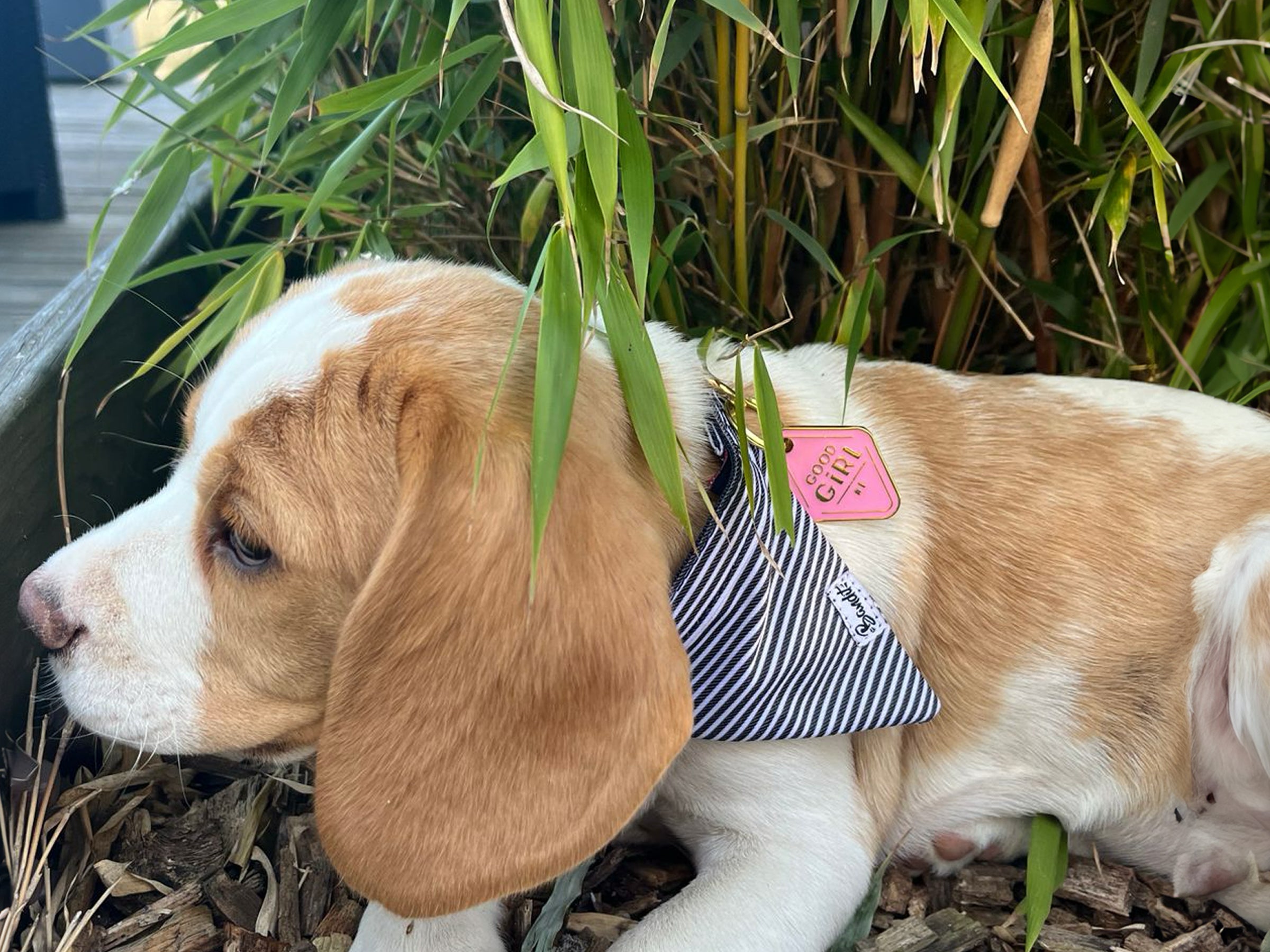 Médaille good girl pour chien