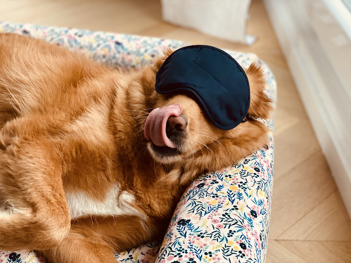 Le panier chien Liberty