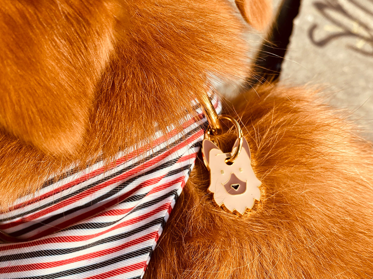 Médaille berger pour chien 3