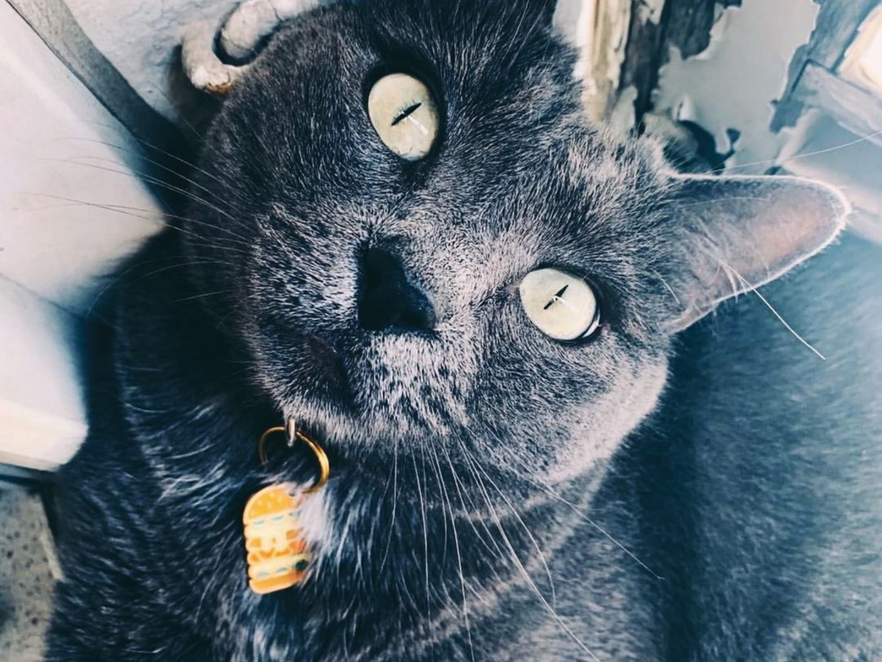 BANDIT KING (cat)