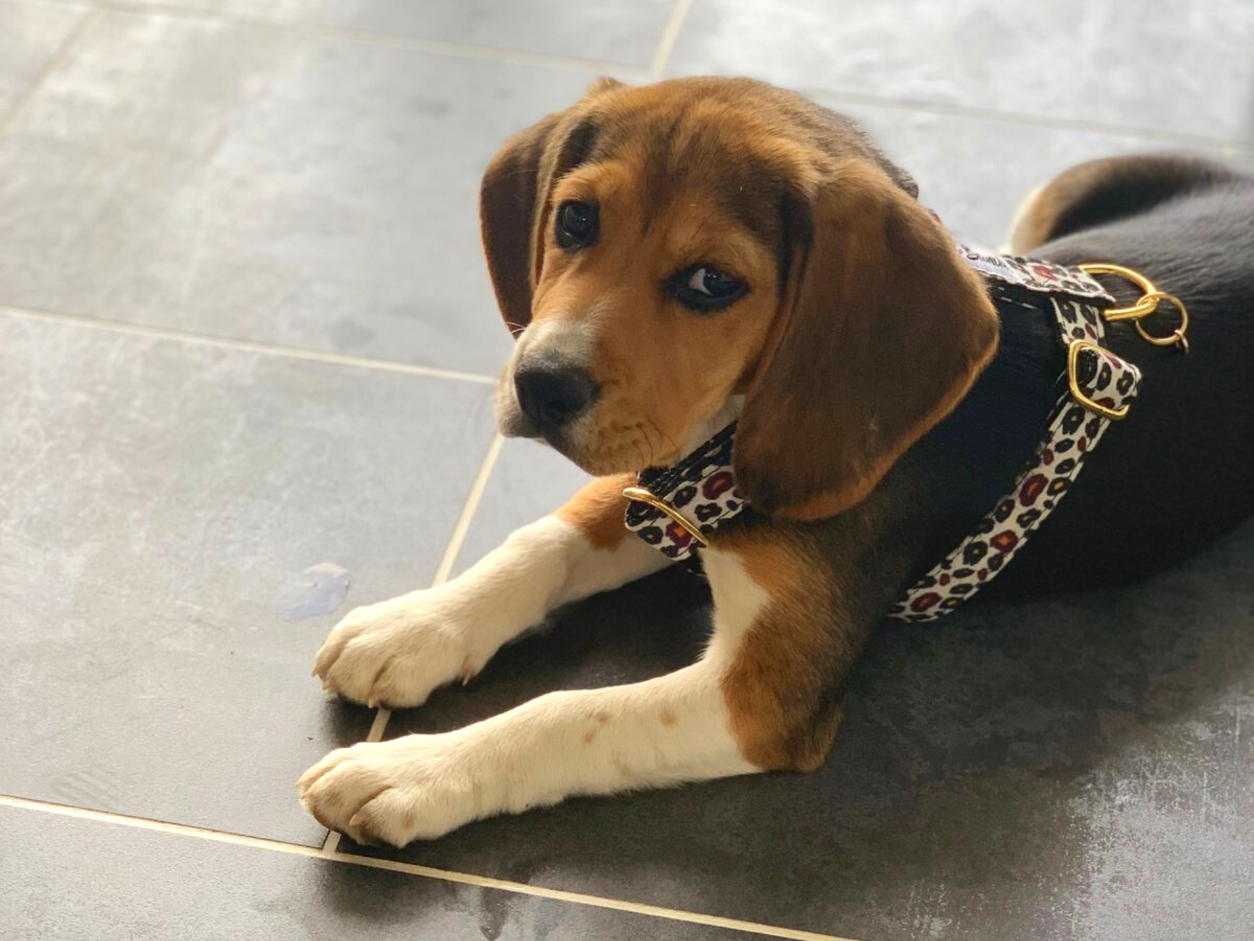 Harnais pour chien motif léopard 6
