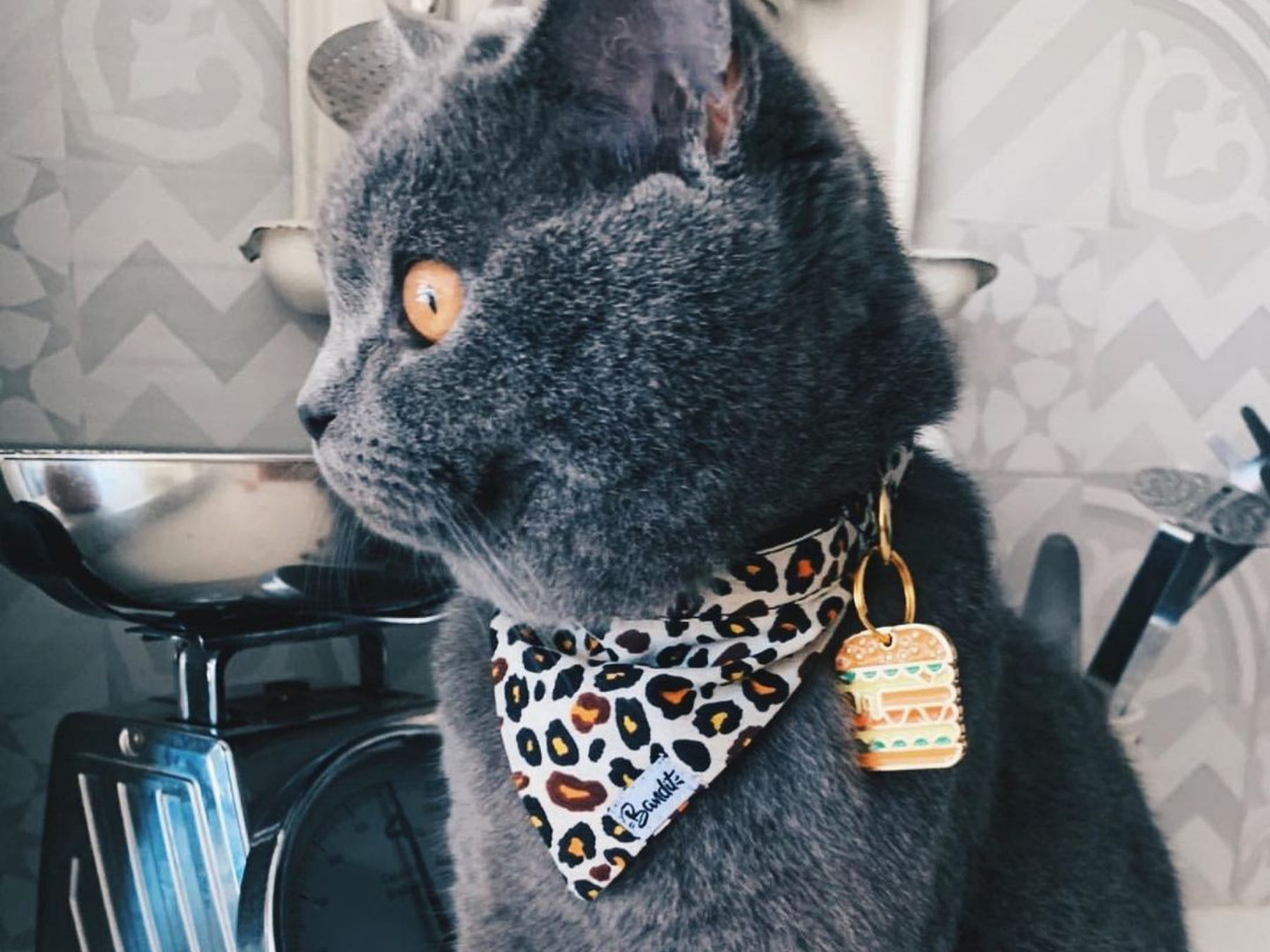 BANDIT KING (cat)