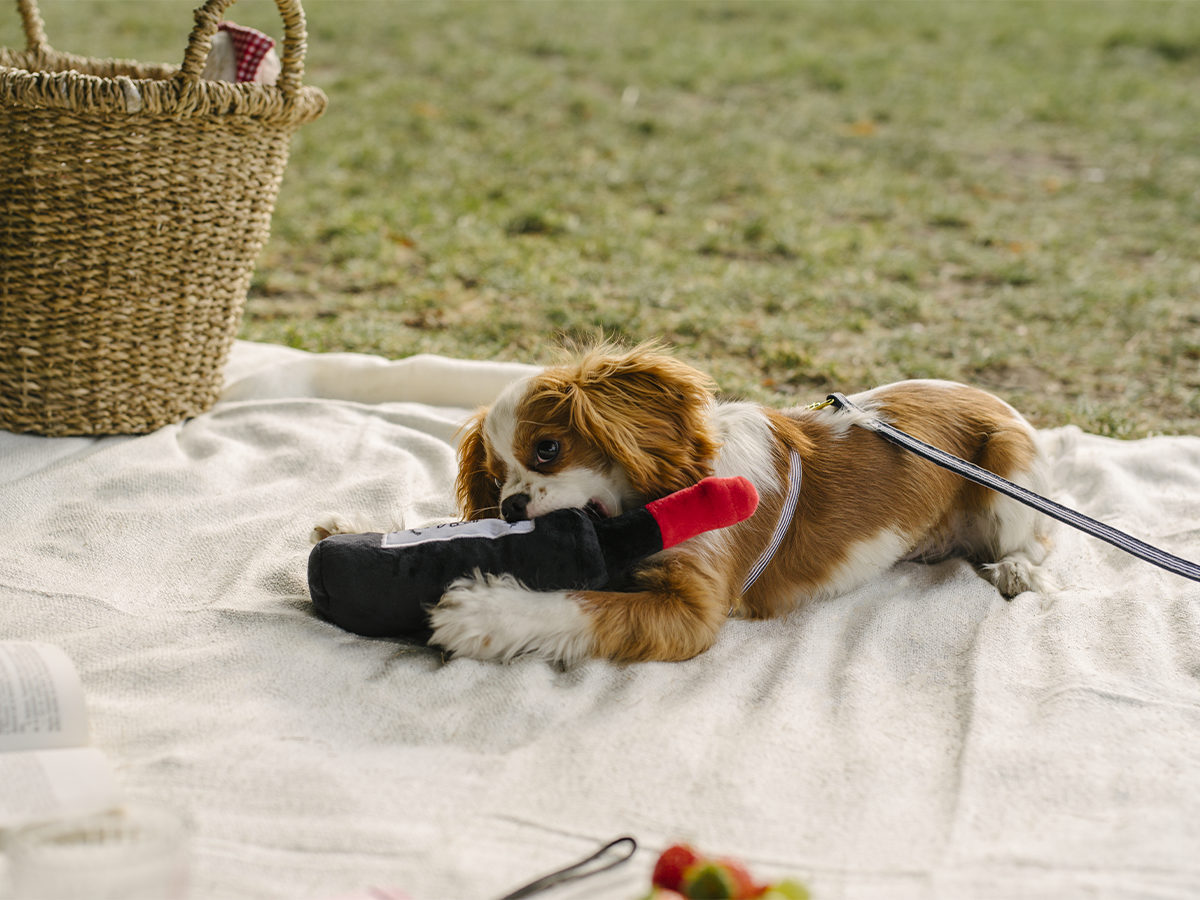 Jouet pour chien en forme de bouteille