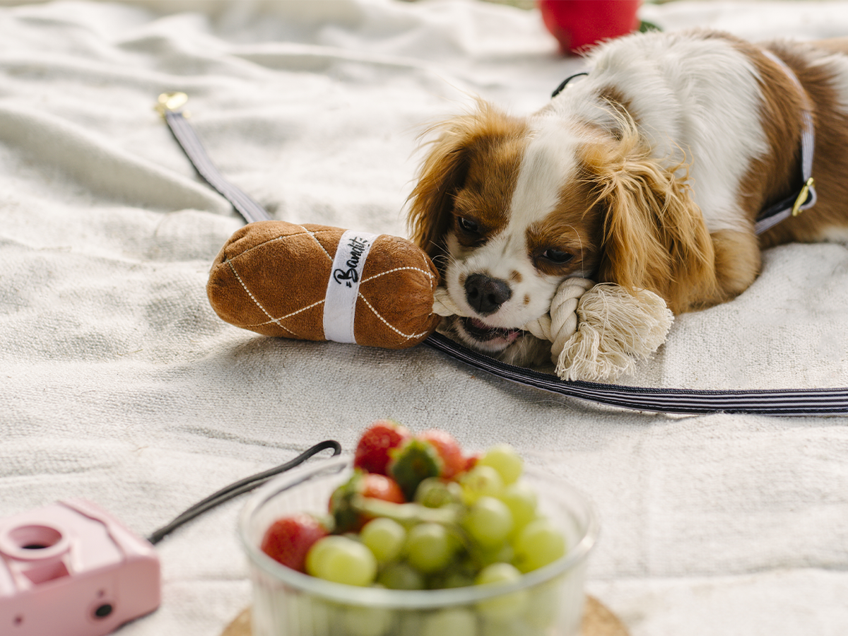 Jouet pour chien en forme de saucisson