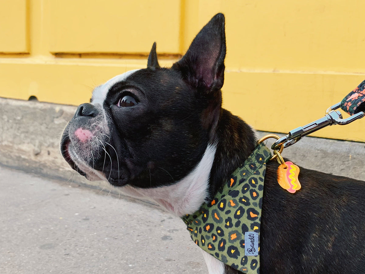 Médaille hot dog pour chien 4