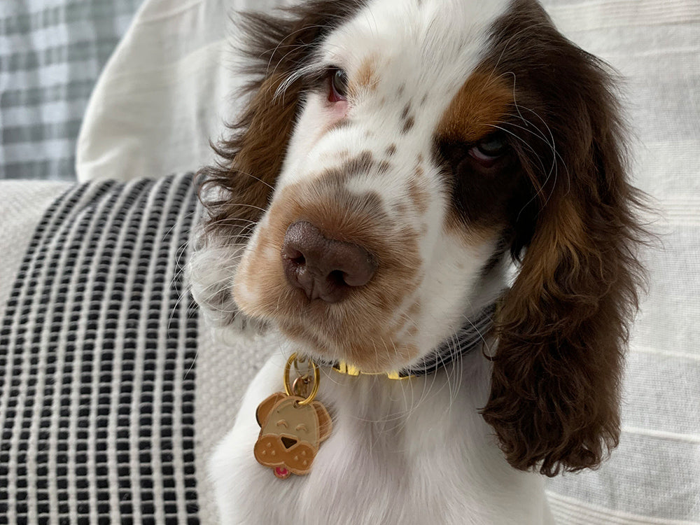 La médaille chien pour chien