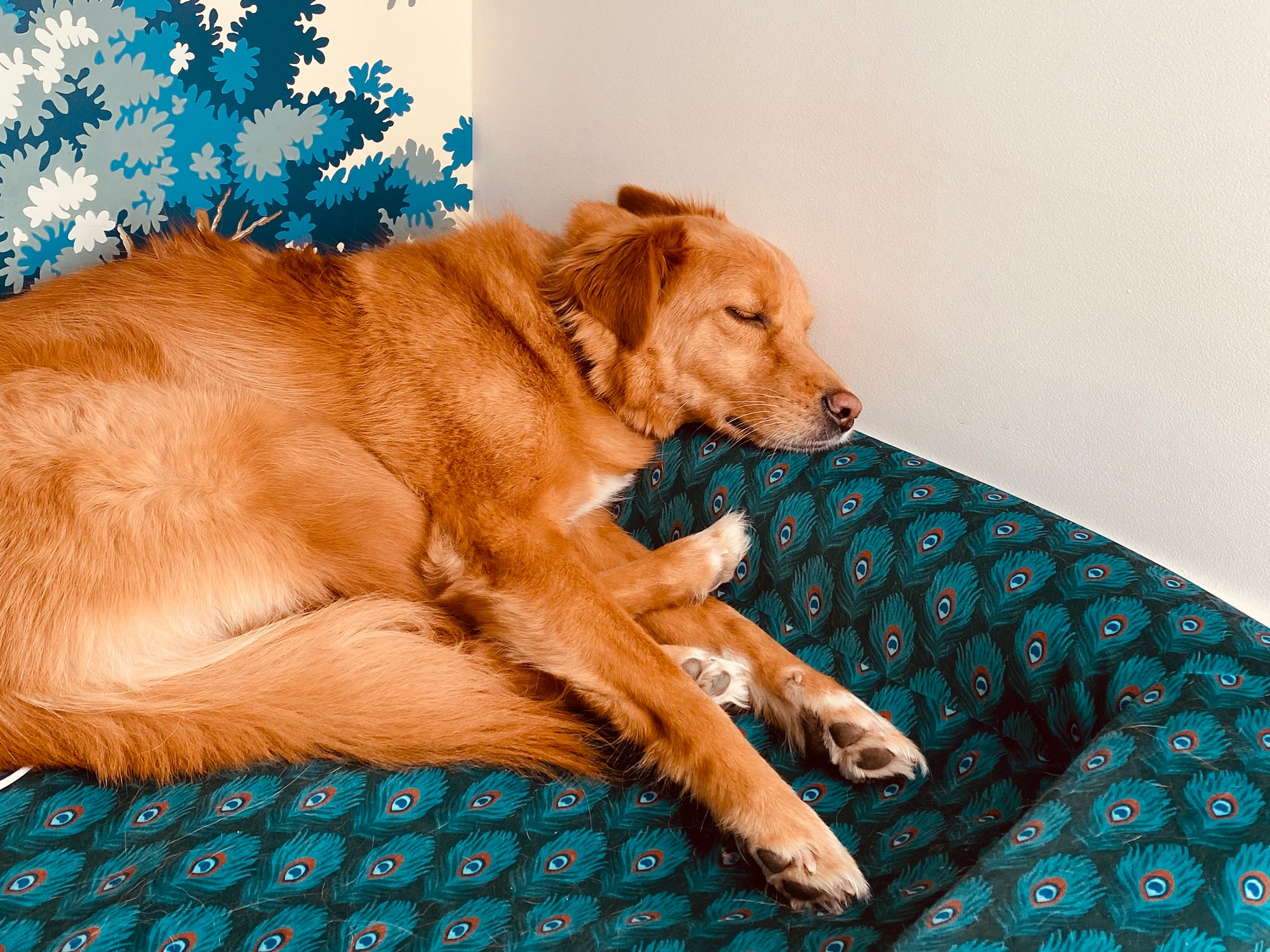 Le panier chien Paon
