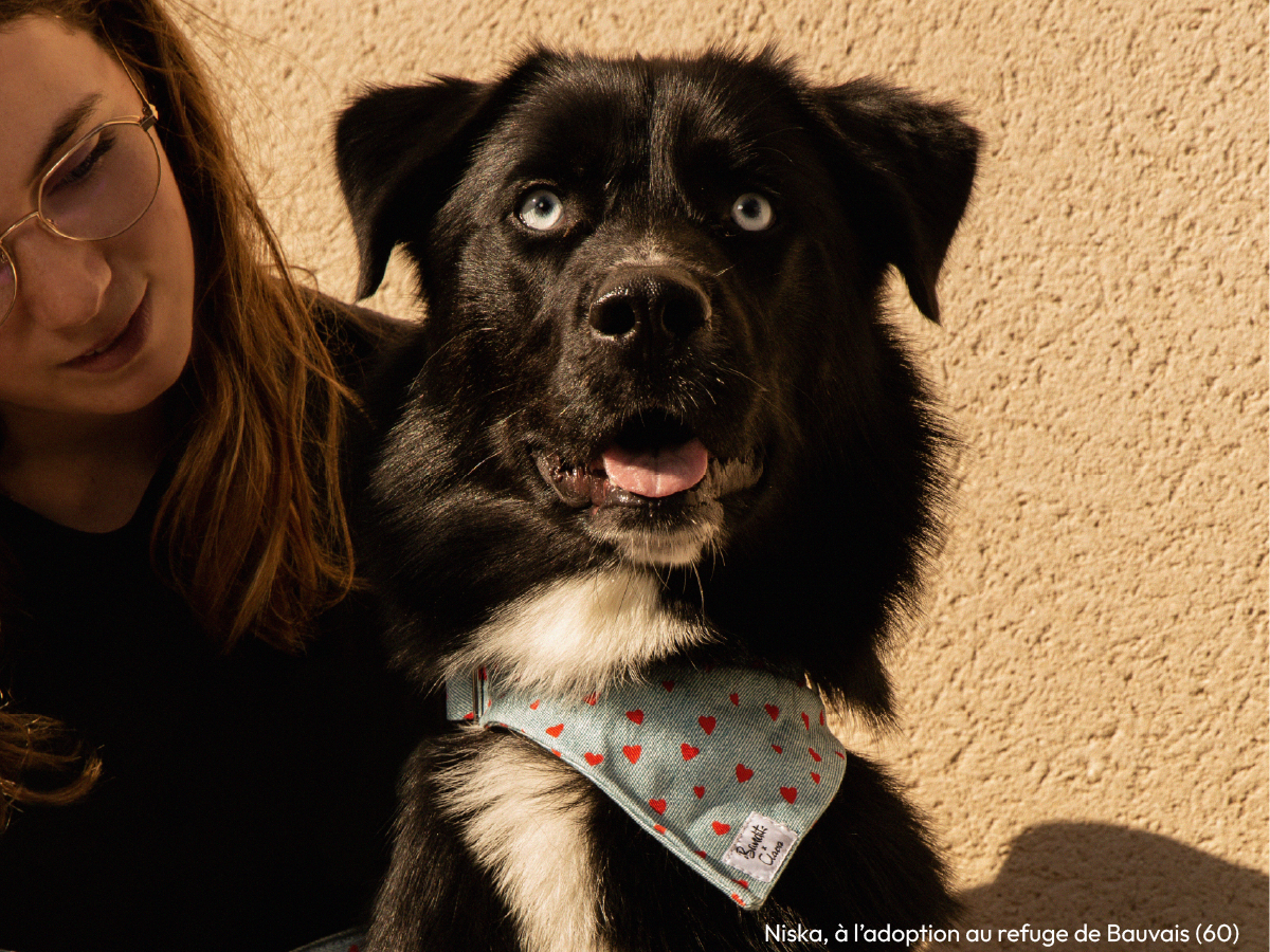 Bandana pour chien en denim
