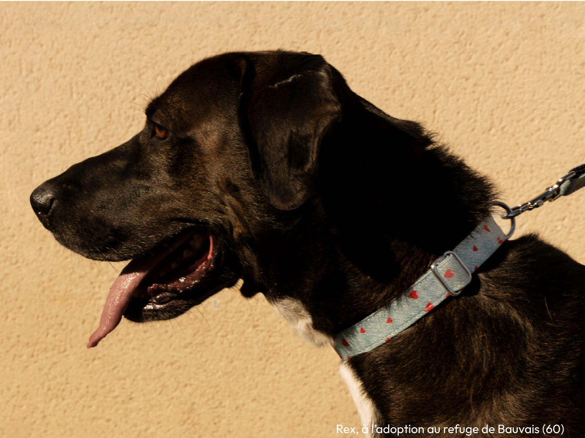 Collier pour chien en denim