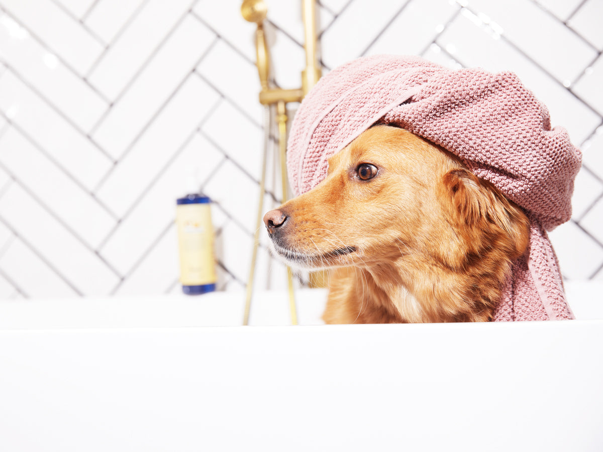 La brosse pour chien et chat