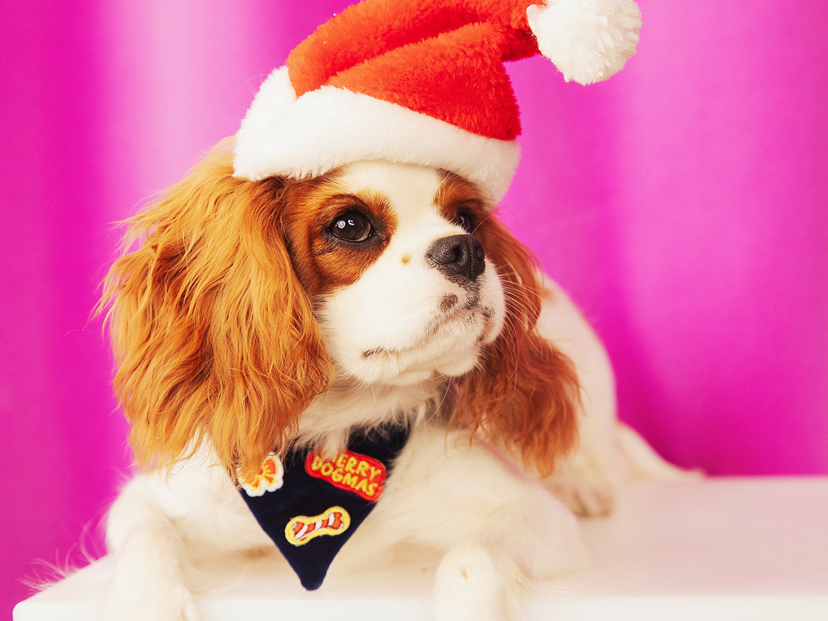 Bandana de Noël en velours bleu