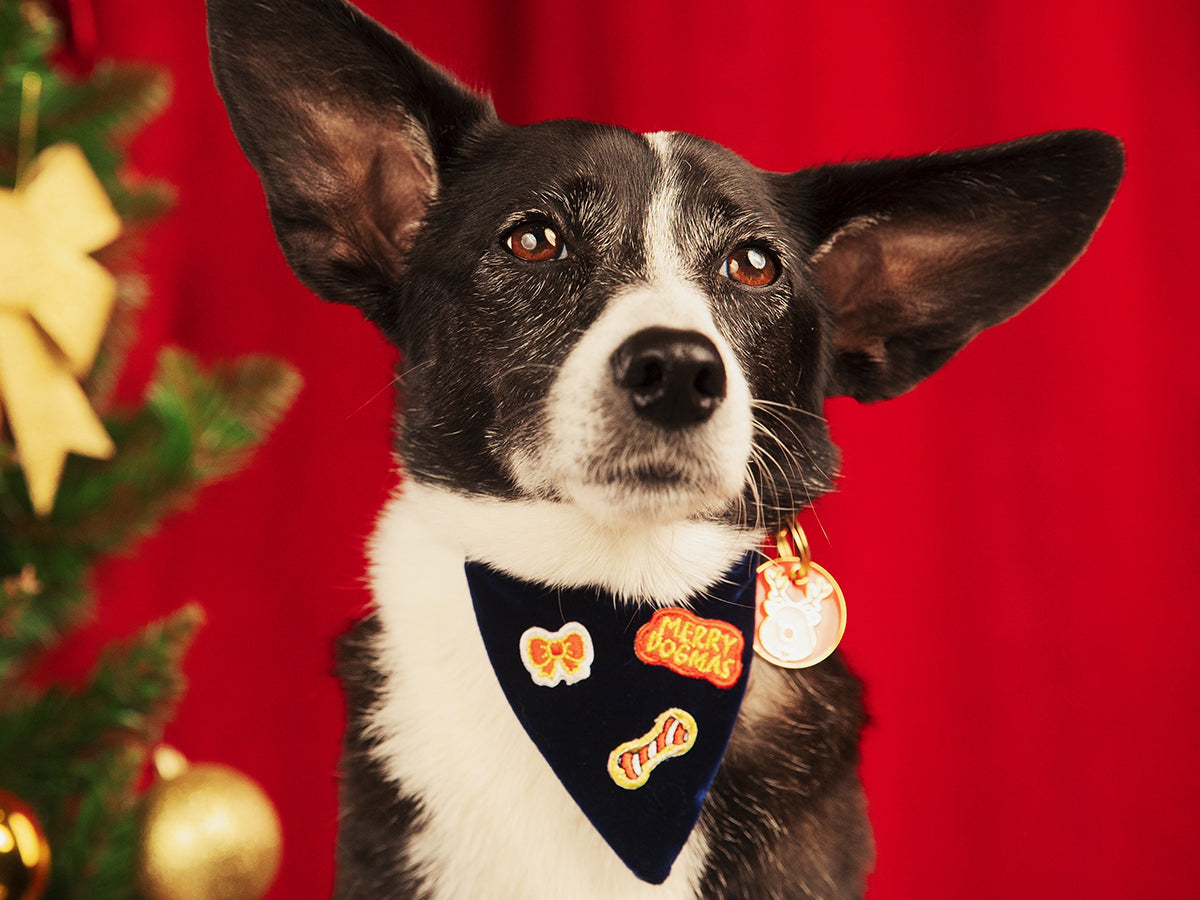 Bandana de Noël en velours bleu