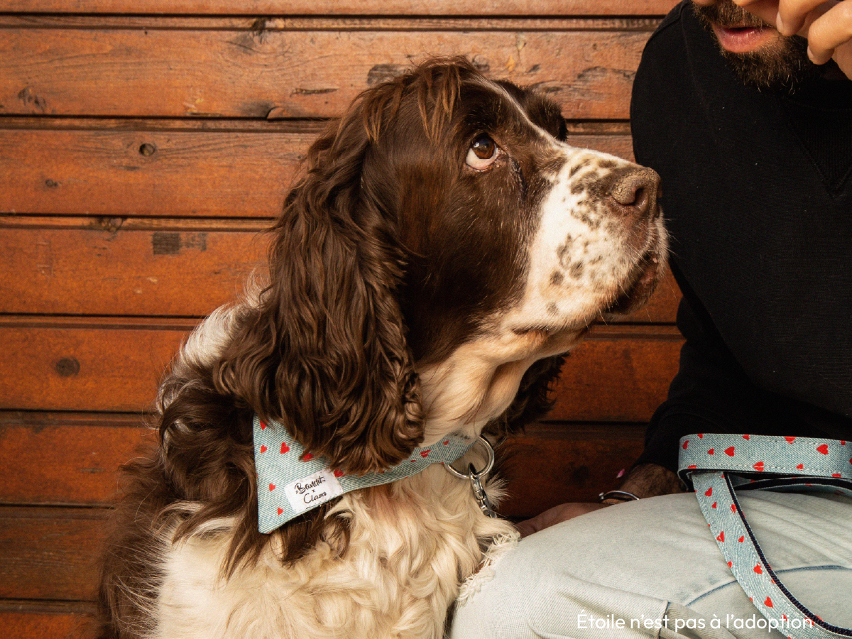 Bandana pour chien en denim