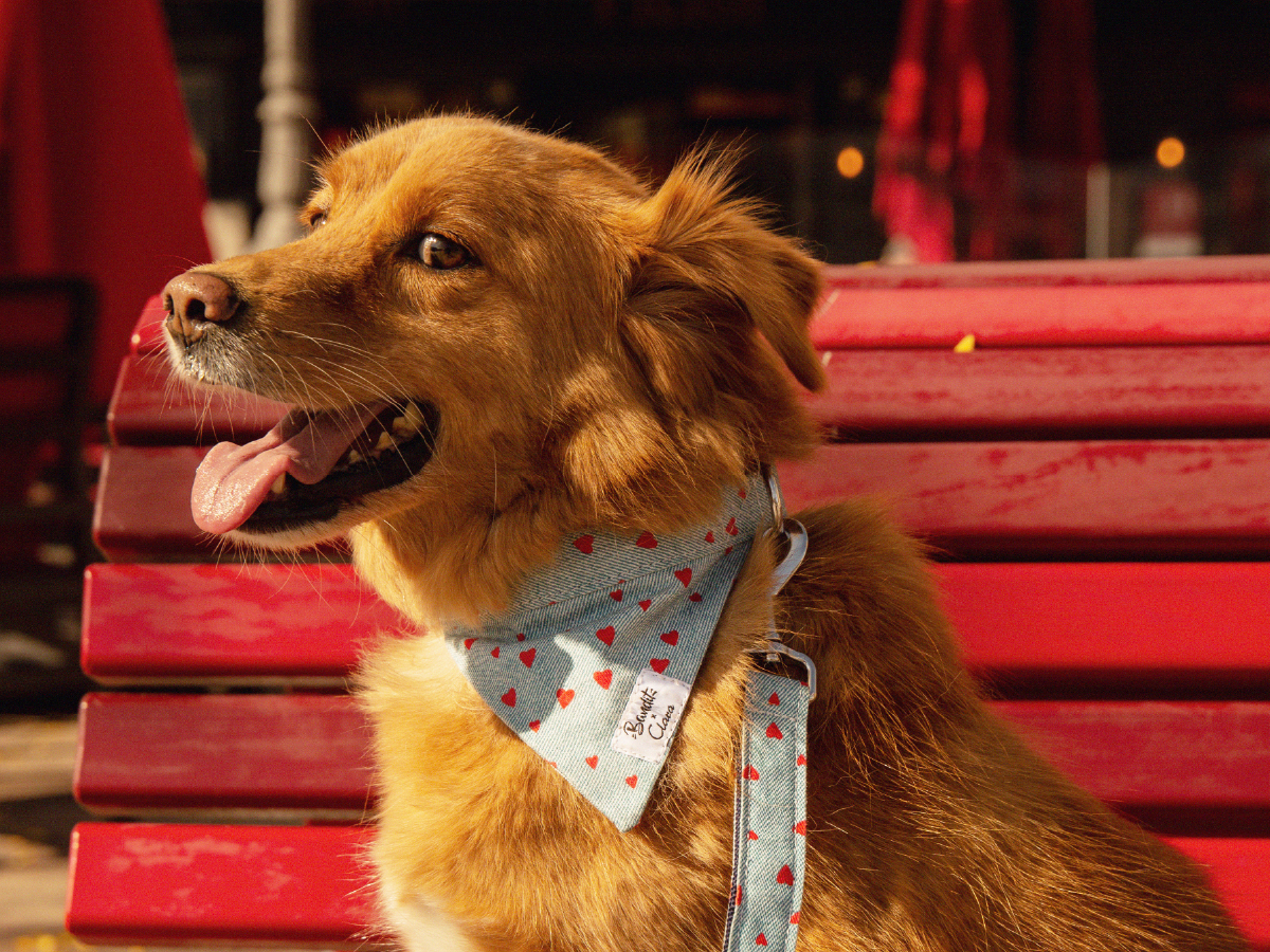 Bandana pour chien en denim