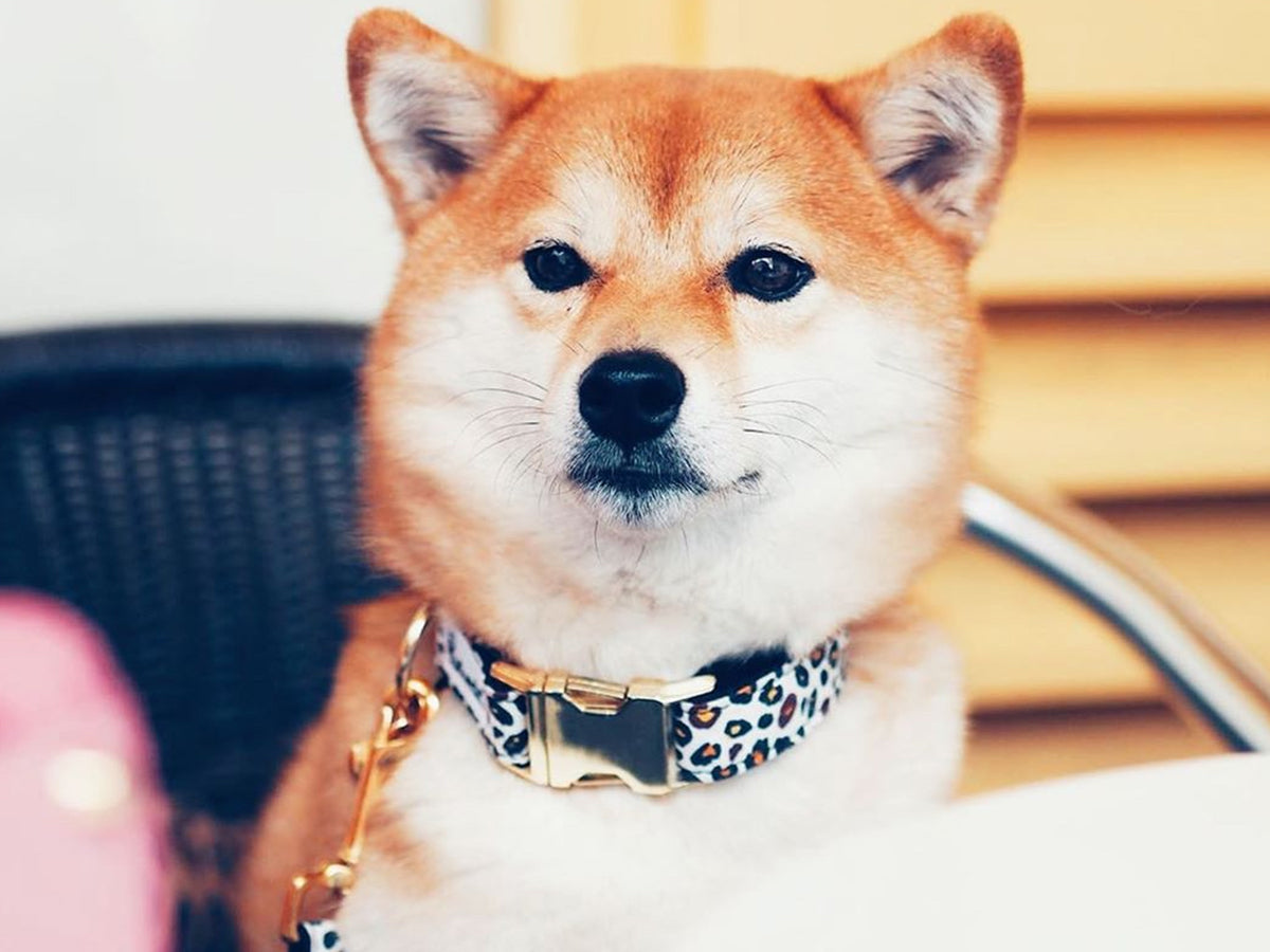 Collier pour chien léopard 1