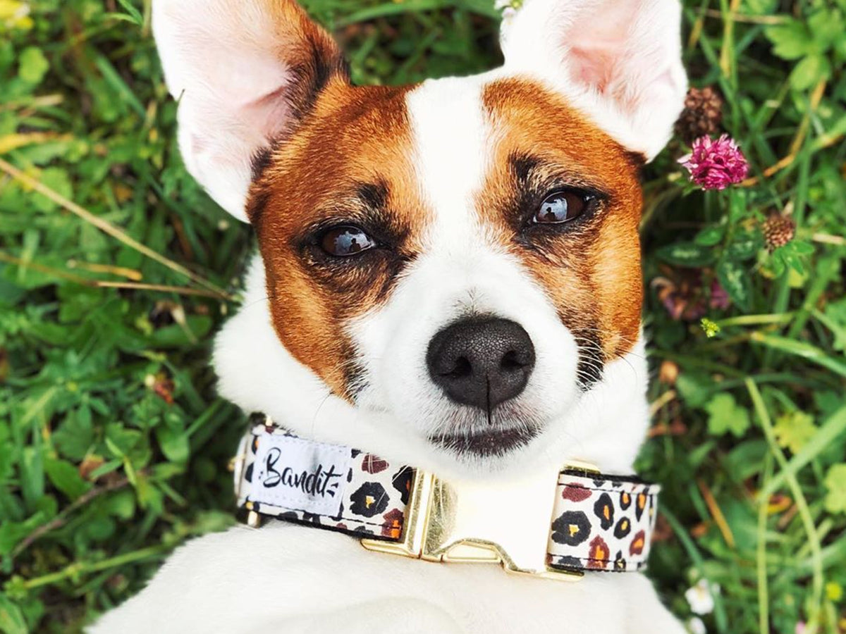 Collier pour chien léopard 4