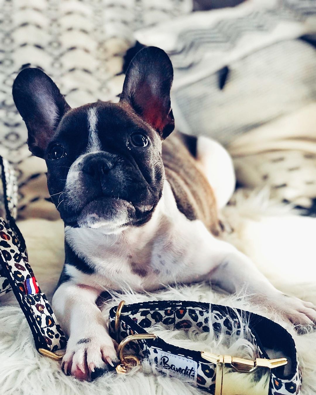 Collier pour chien léopard 5