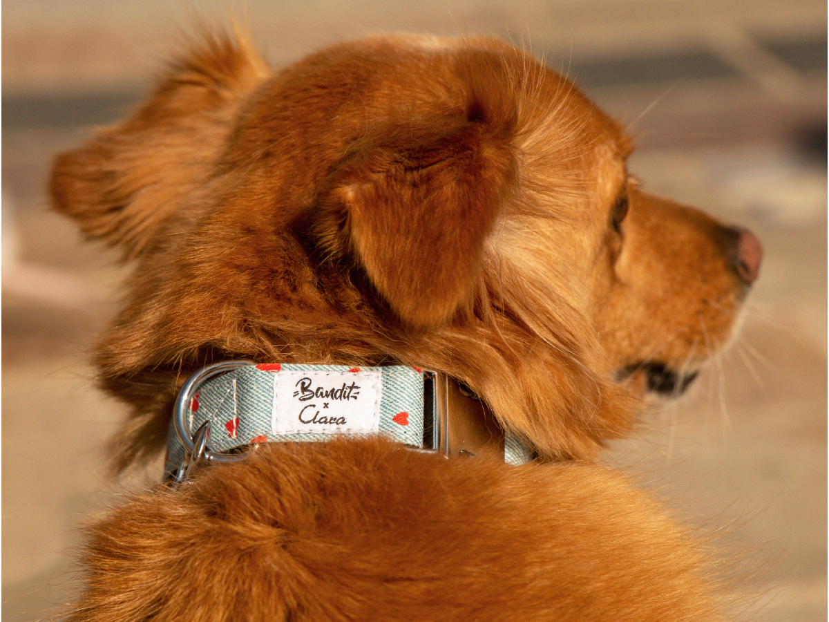 Collier pour chien en denim