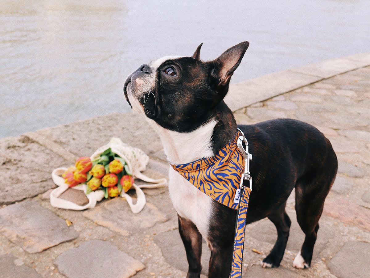 Bandana tigré orange et bleu