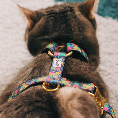 Harnais pour chat motif ikat