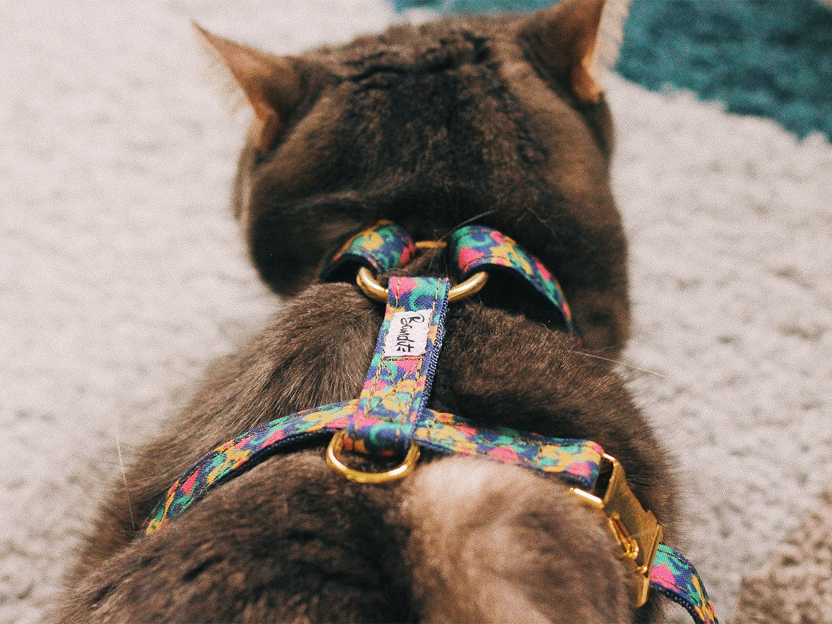 Harnais pour chat motif ikat