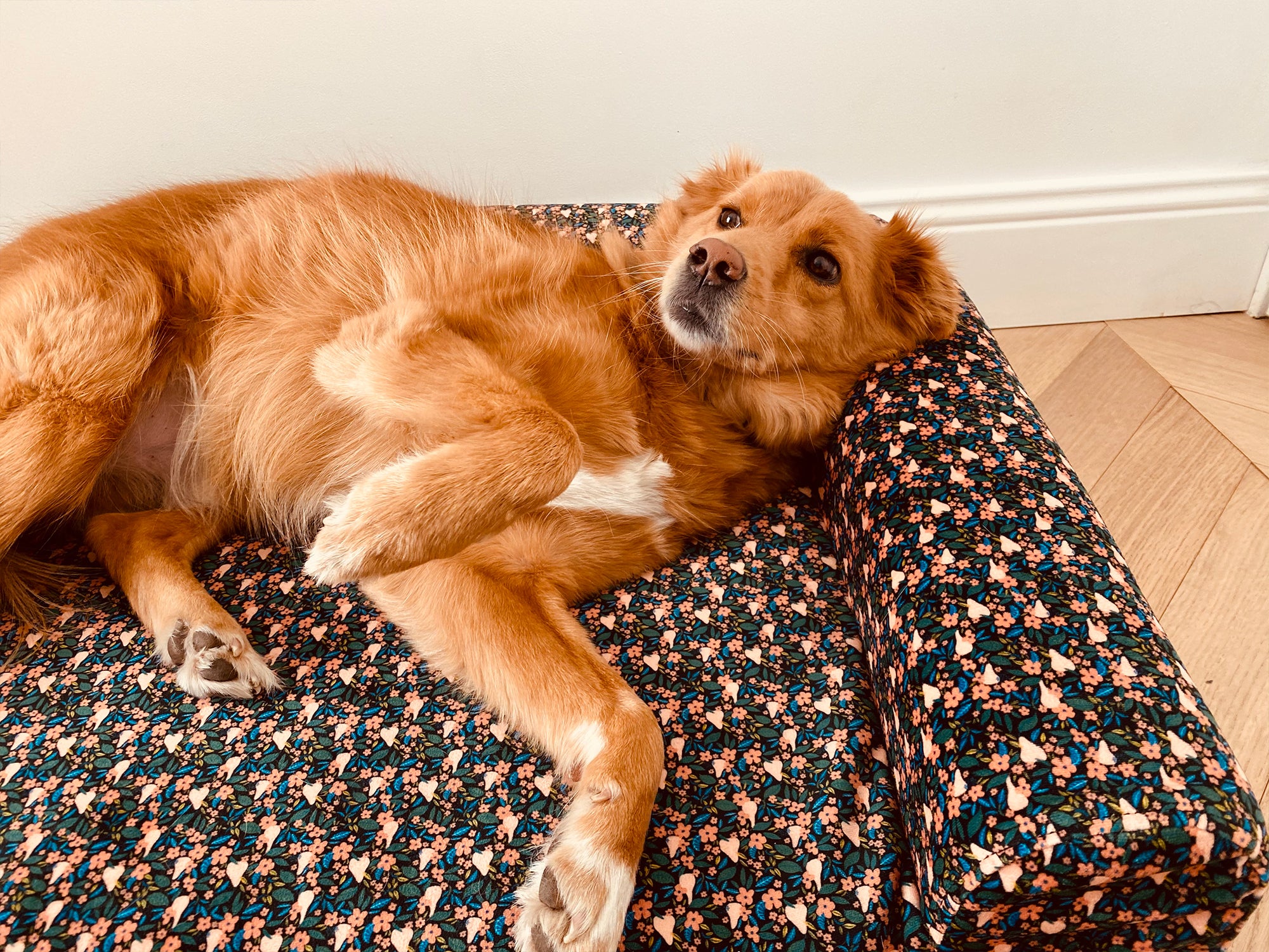 Le panier pour chien fruity