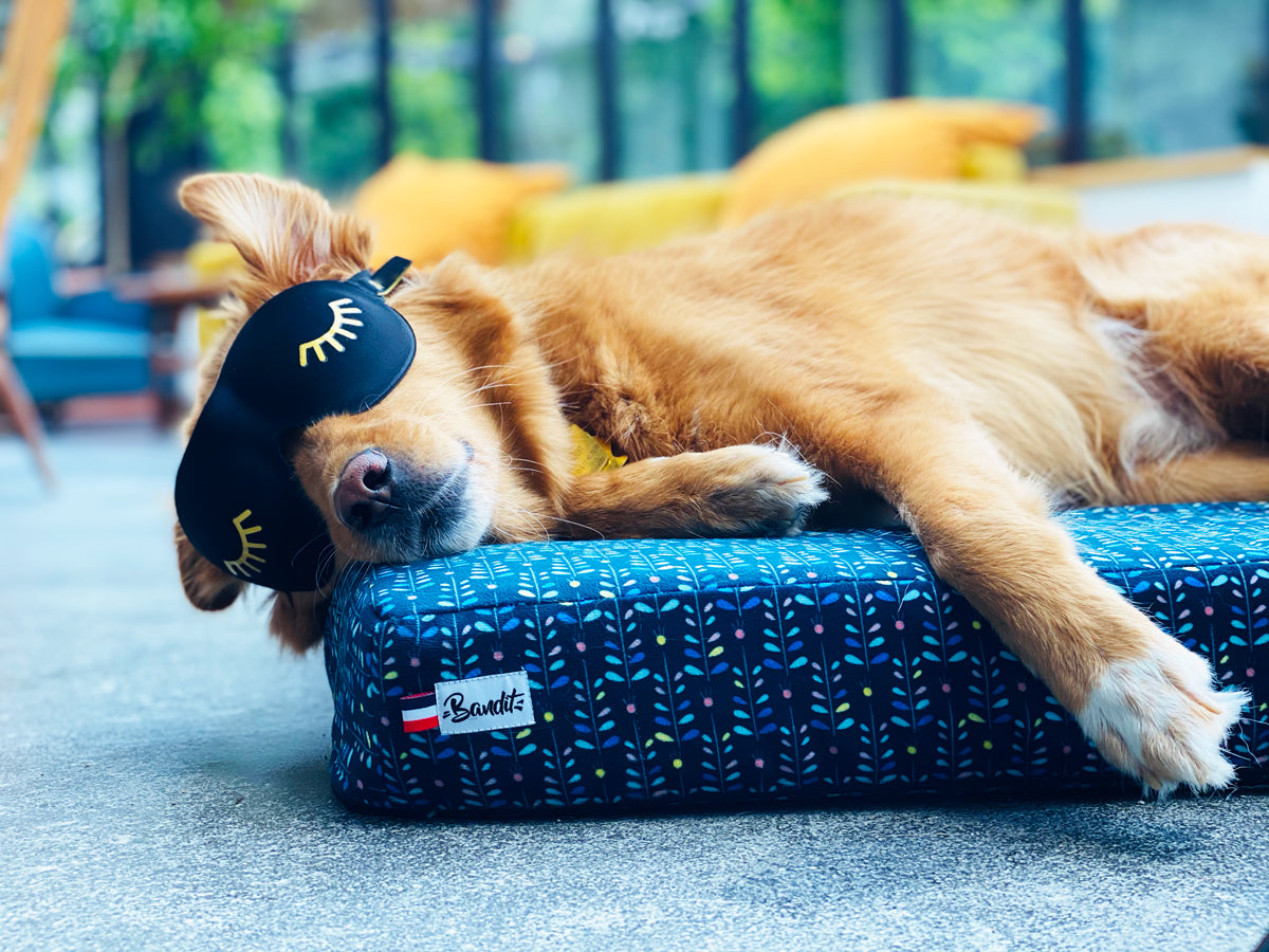 Le panier chien Night Blue
