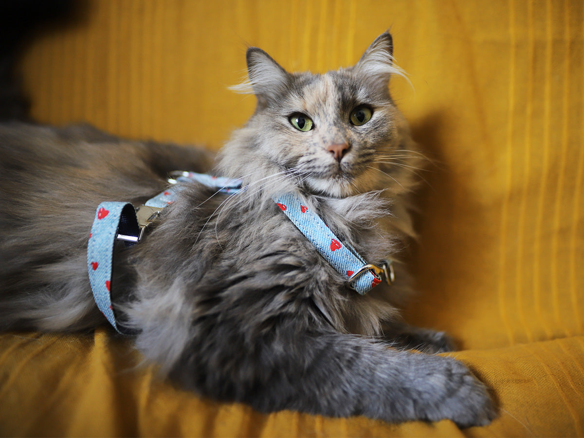 Le harnais pour chat en denim