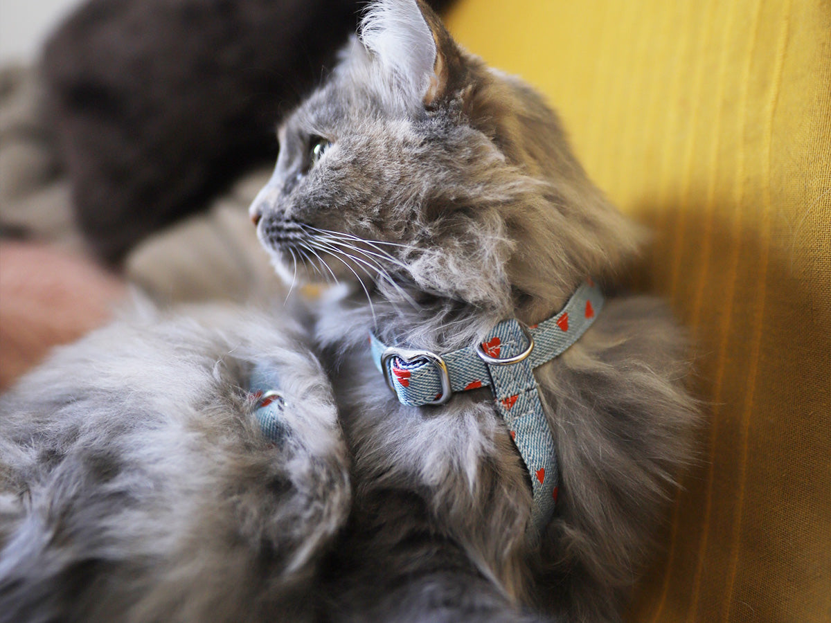 Le harnais pour chat en denim