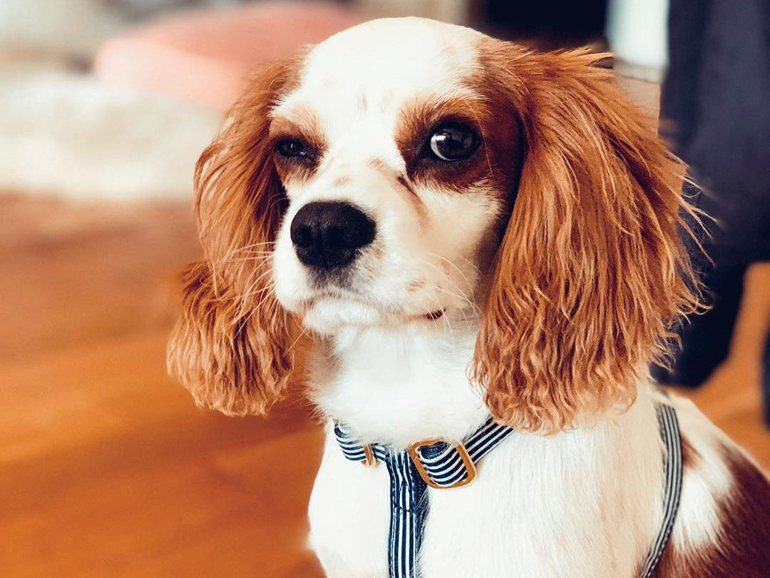 Harnais pour chien motif marin 3