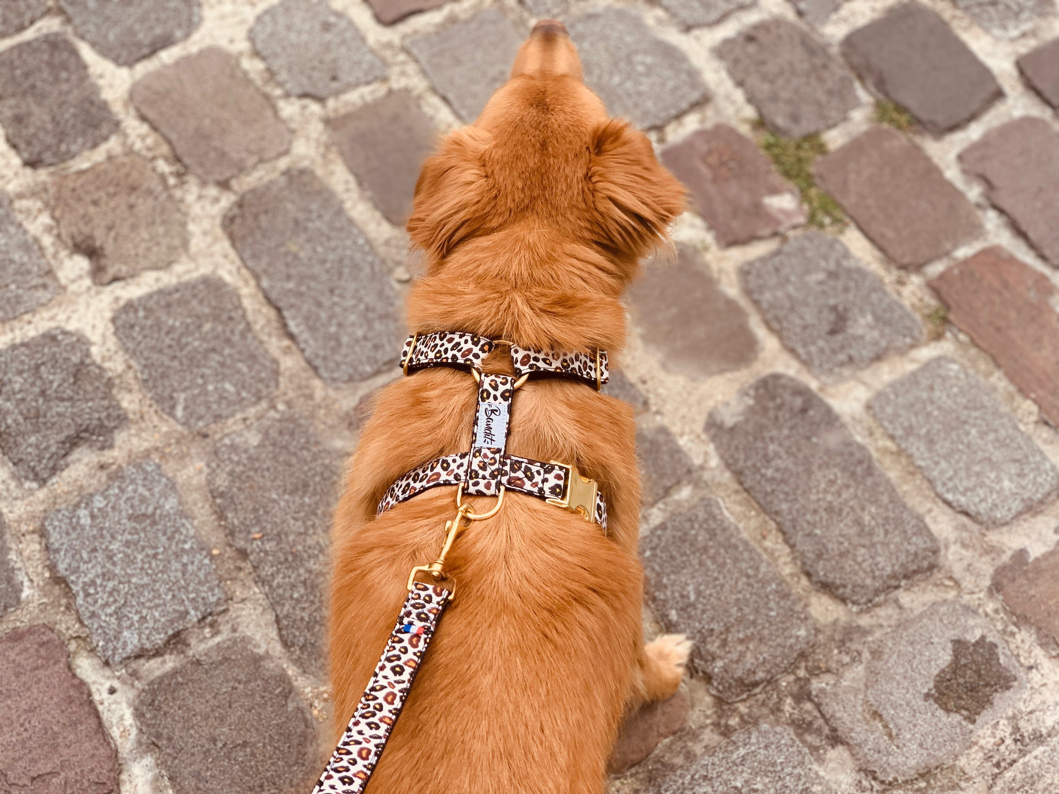Harnais pour chien motif léopard 2