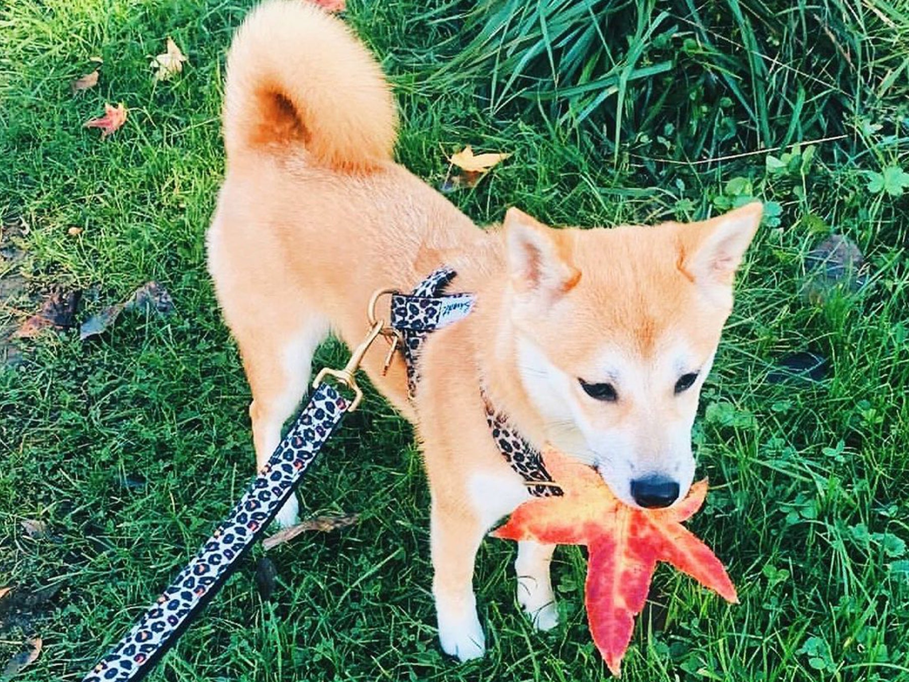 Harnais pour chien motif léopard 4