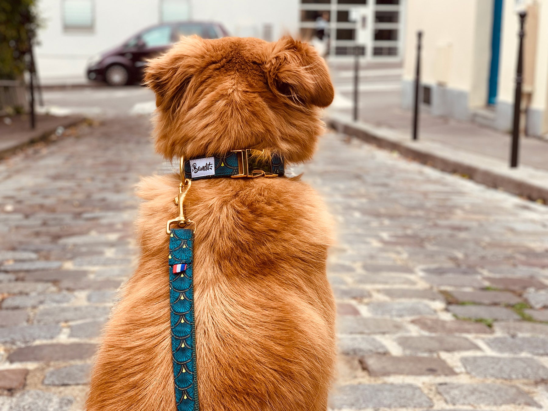 Laisse pour chien verte 2