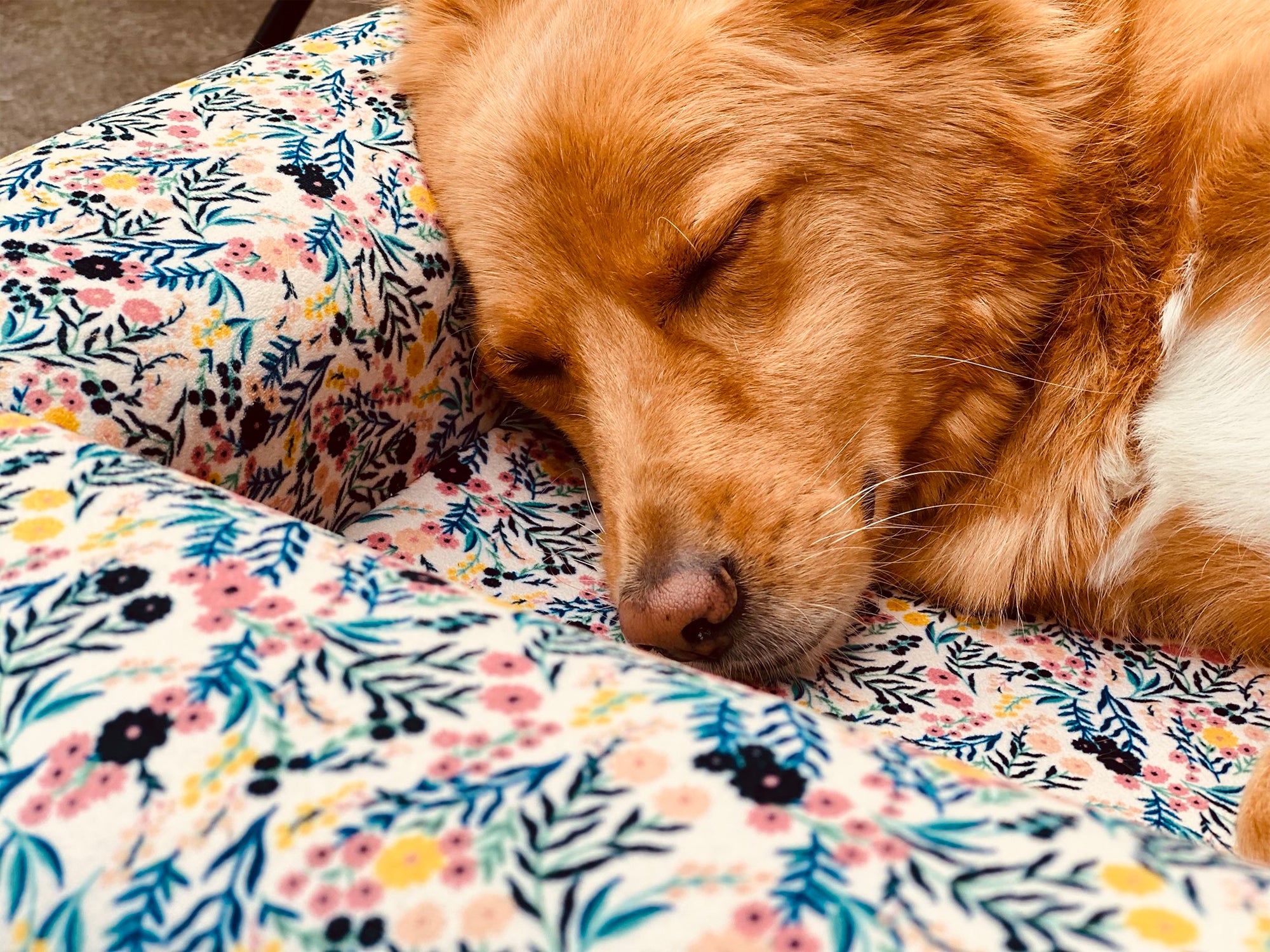 Le panier chien Liberty