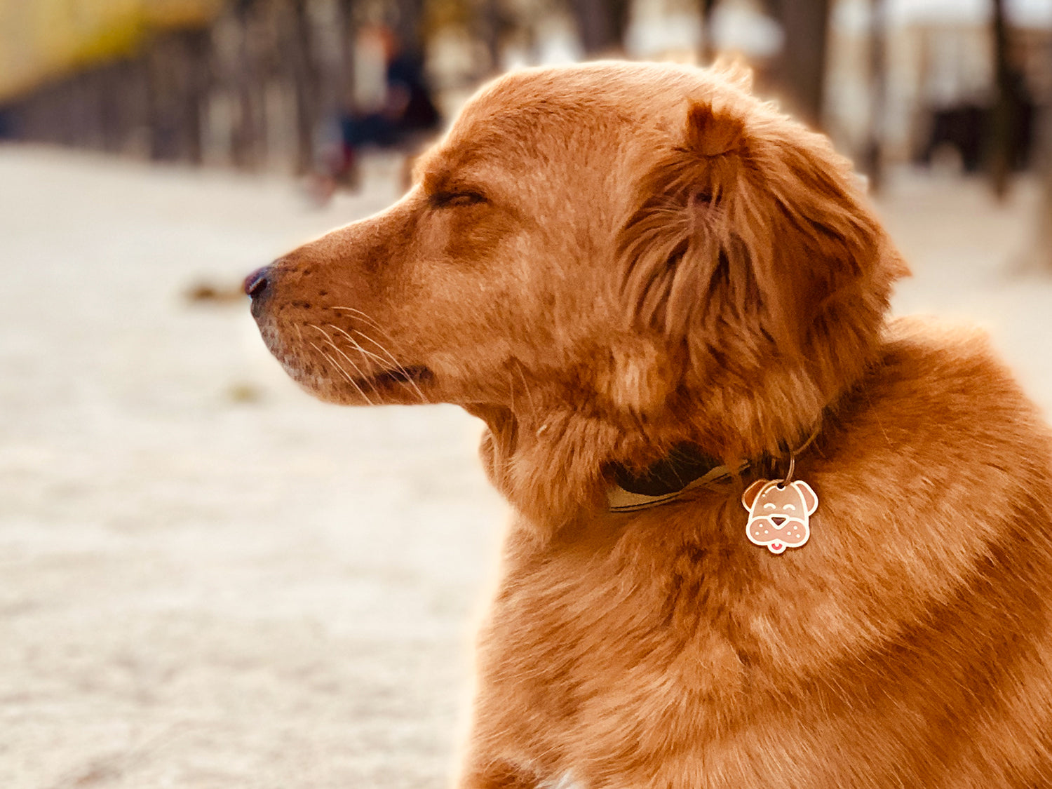 La médaille chien pour chien
