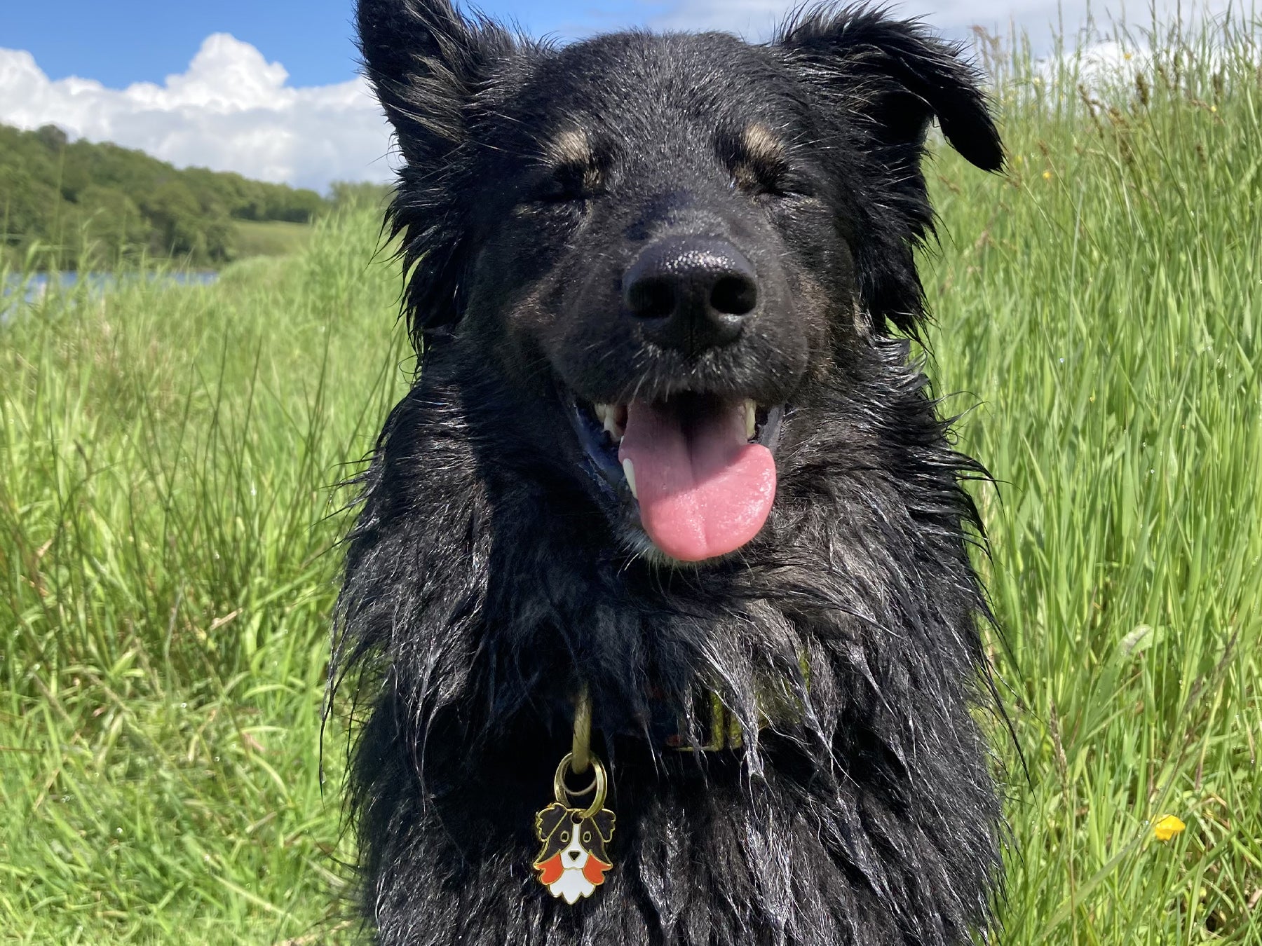 Médaille berger pour chien 3