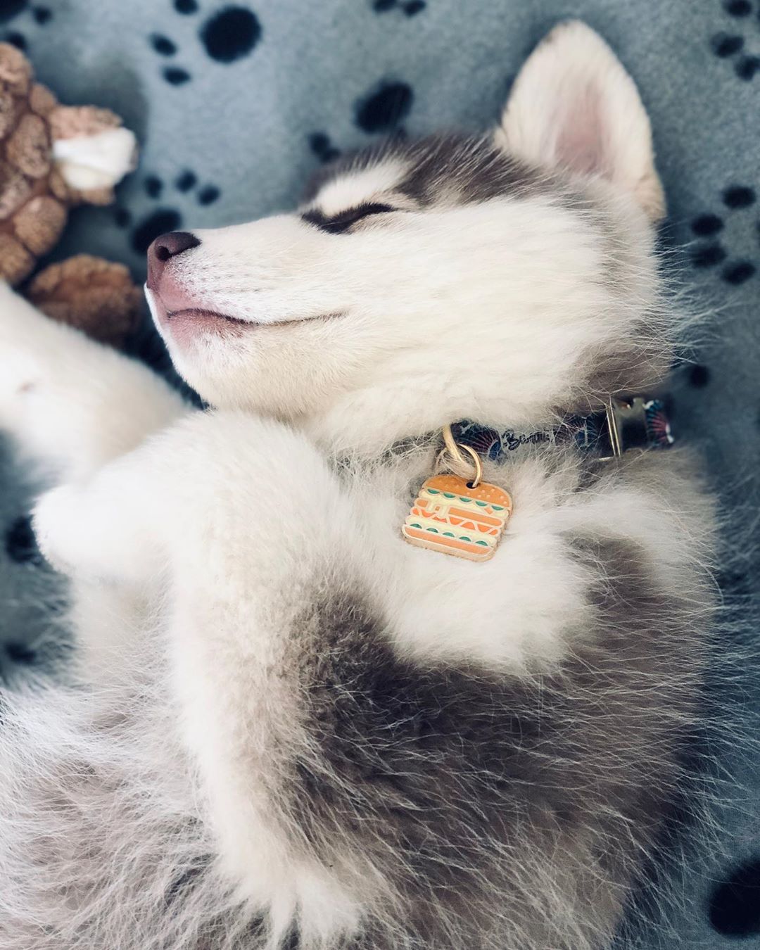 Médaille burger pour chien 3
