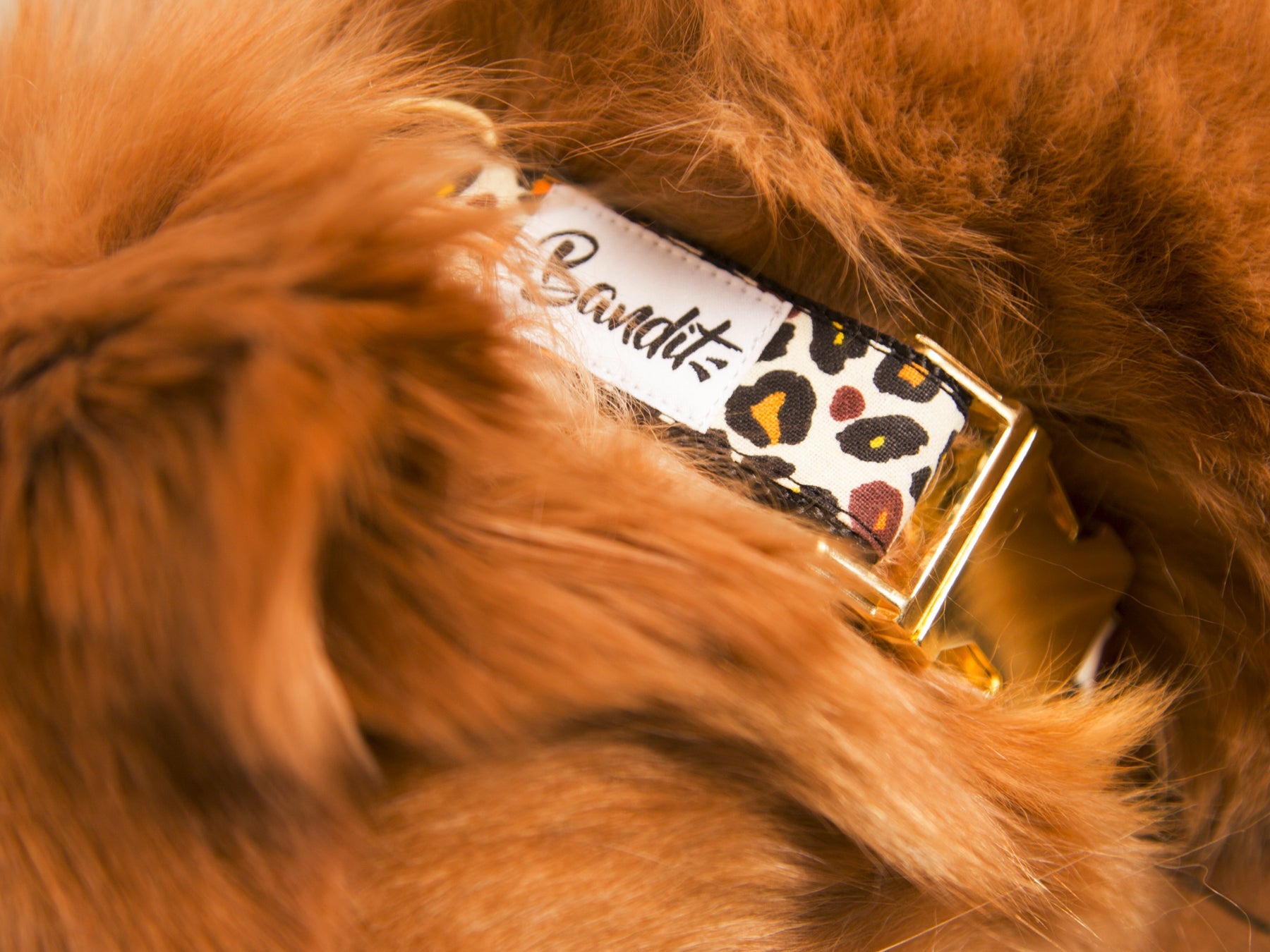 collier pour chien
