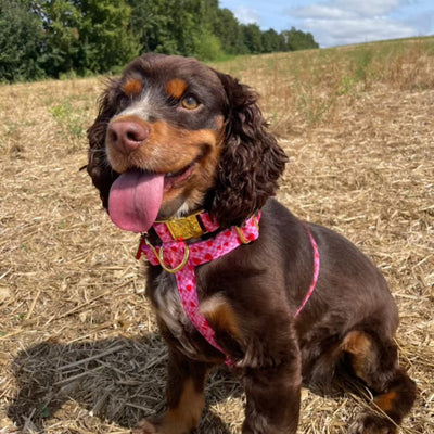 harnais pour chien