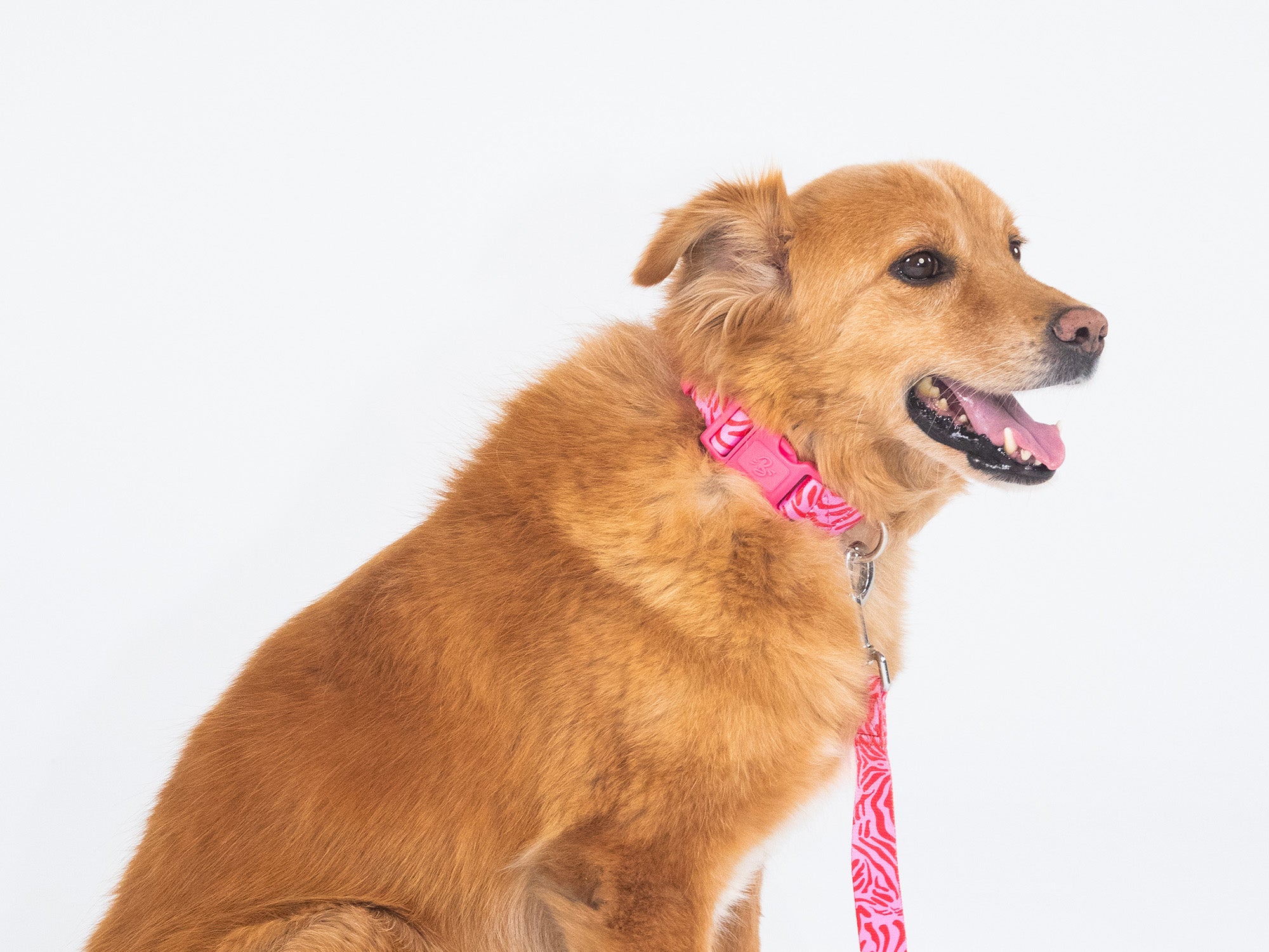 Collier chien zebre rose
