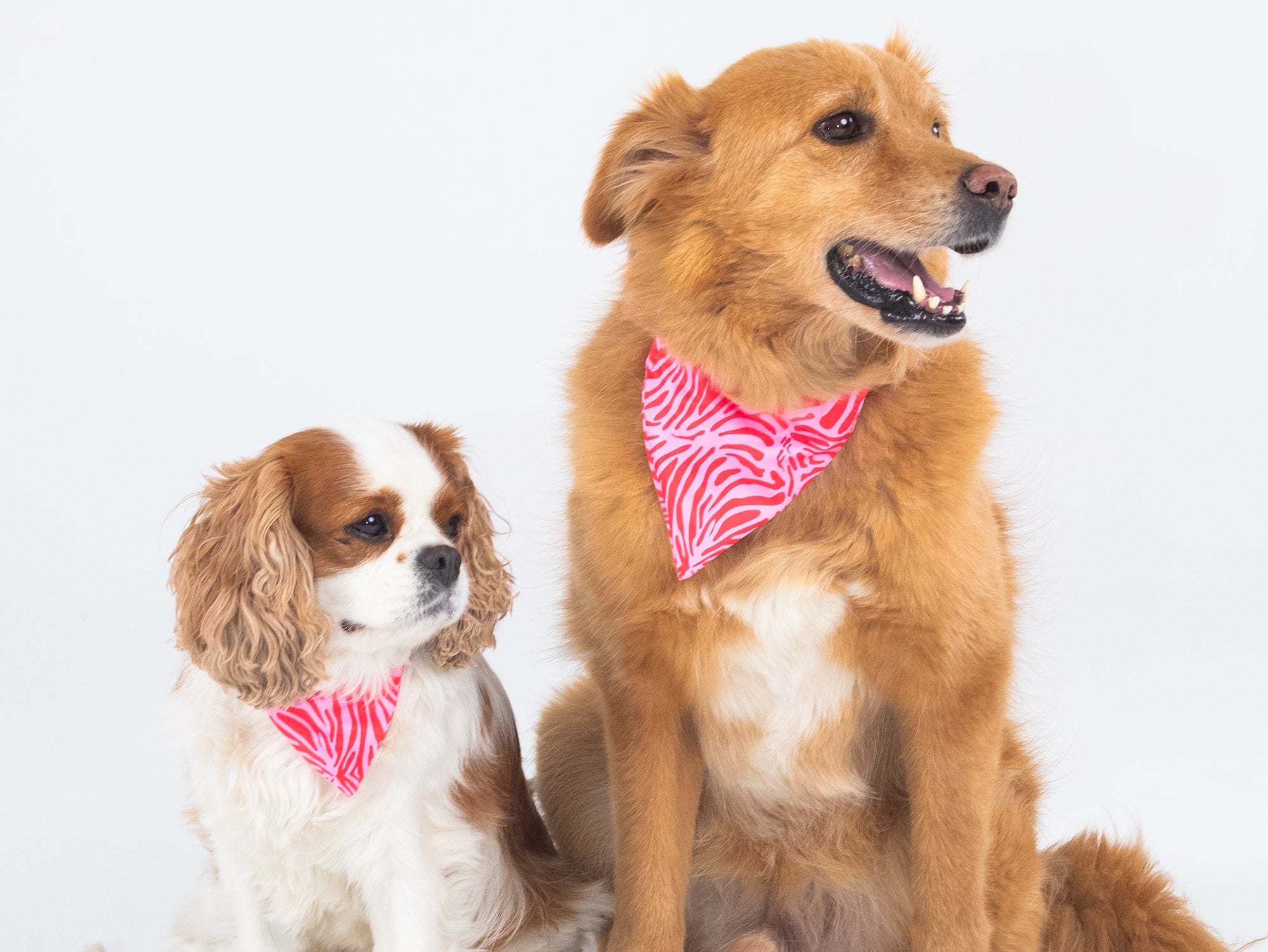 Bandana pour chien zebre rose