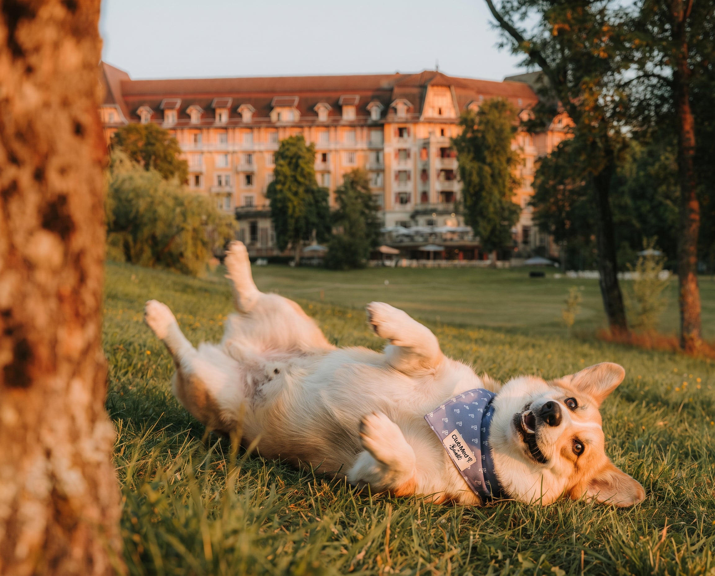 Bandana pour chien Club Med x Bandit