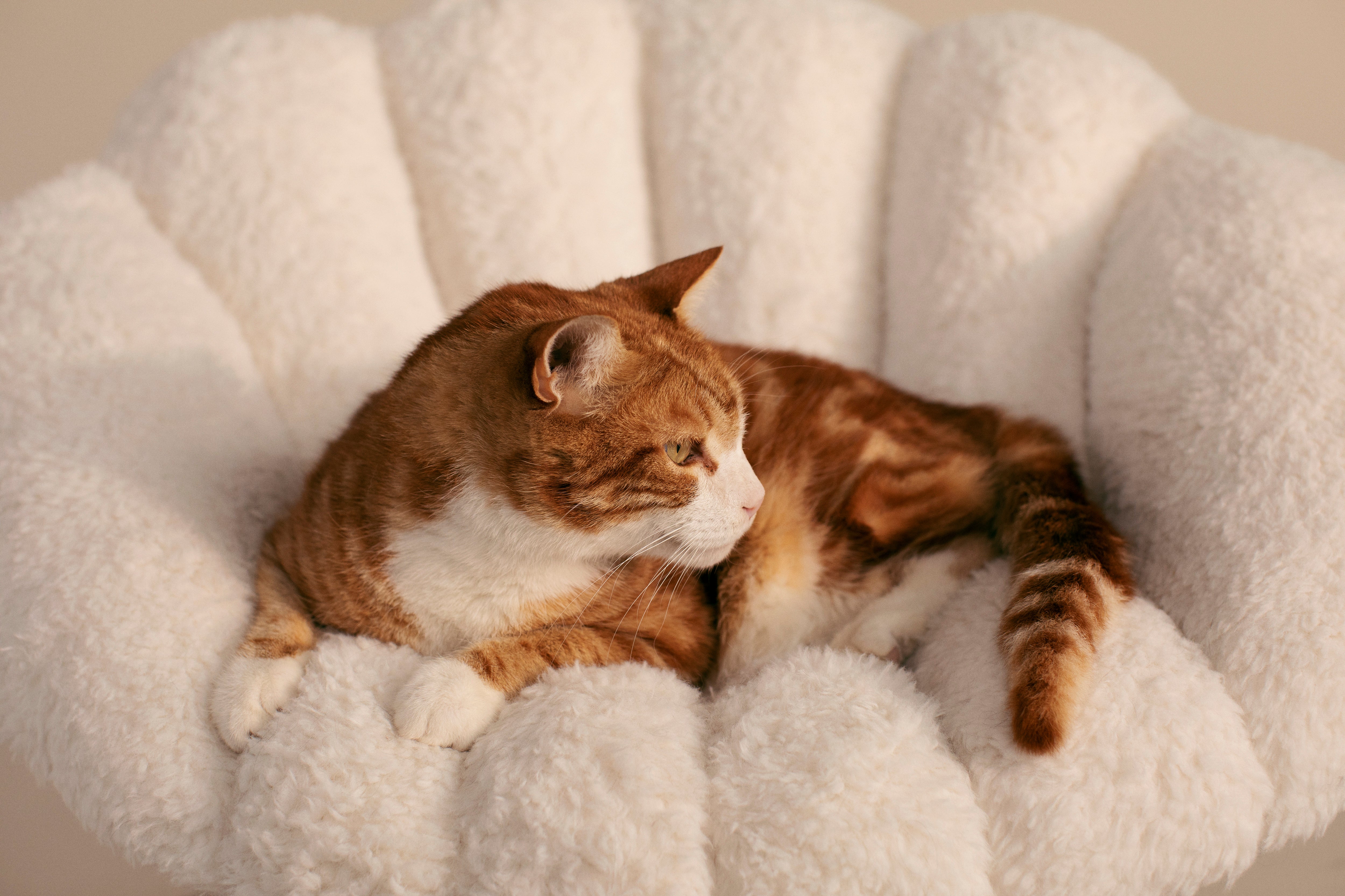 Fauteuil suspendu pour animaux Shell Tavo