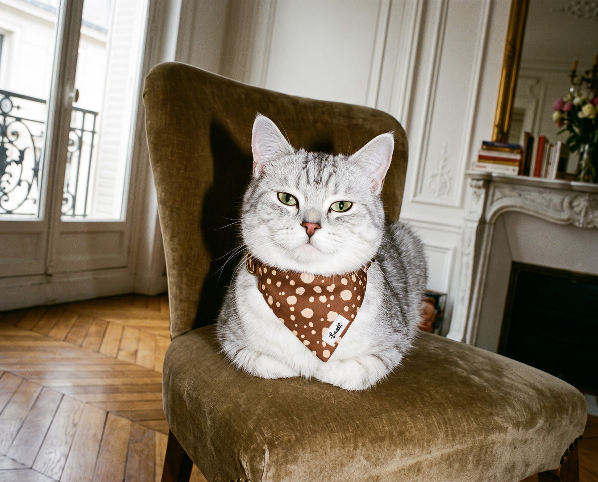 Bandana pour chat motif Faon (pois beige sur fond marron) Essentiel French Bandit porté par un chat tigré dans un appartement parisien