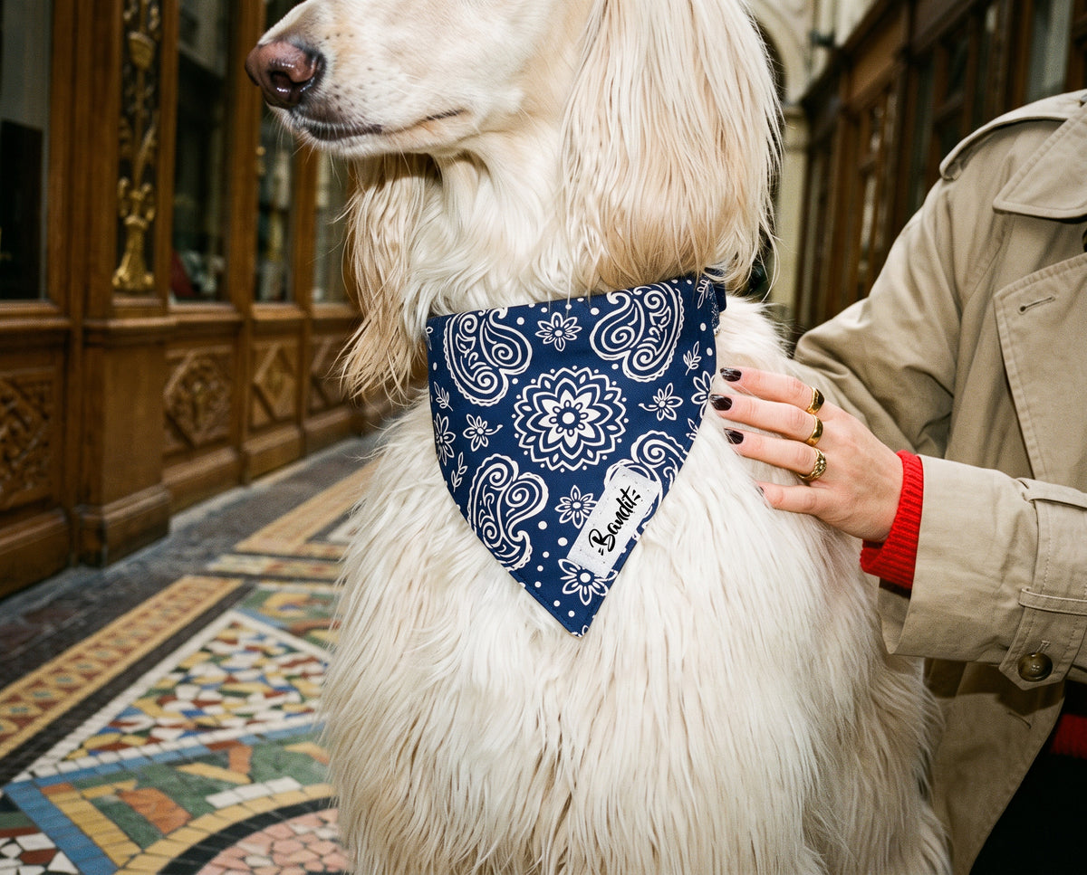 Bandana pour chien motif Minuit (paisley bleu marine) Essentiel French Bandit porté par un lévrier afghan à Paris