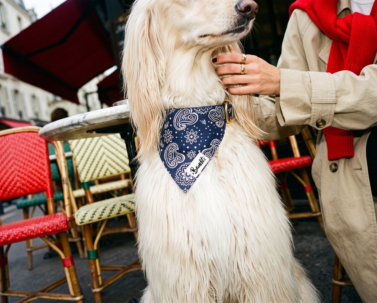 Bandana pour chien motif Minuit (paisley bleu marine) French Bandit porté par un lévrier afghan à Paris