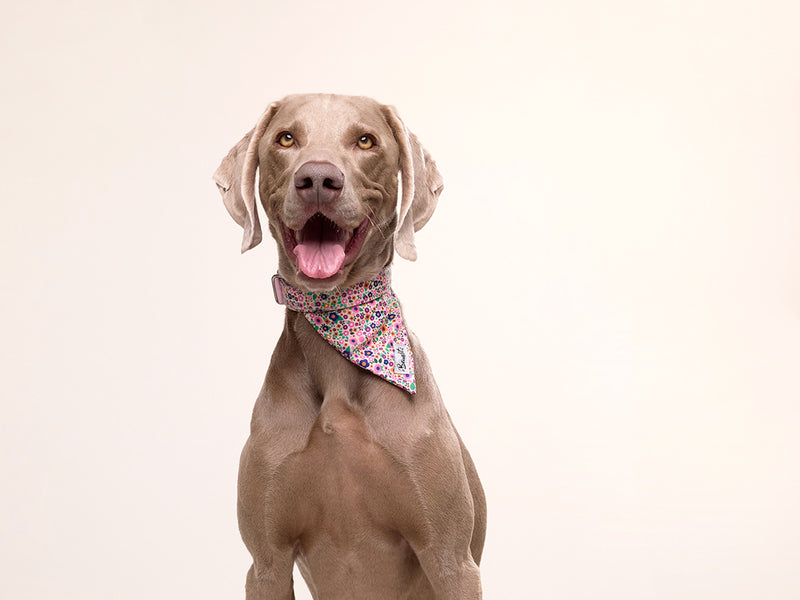 Bandana pour chien imprime fleuri rose French Bandit