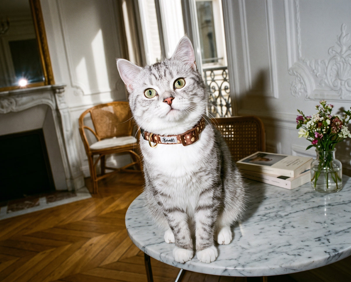 Collier pour chat motif Faon (pois beige sur fond marron) Essentiel French Bandit porté par un chat tigré dans un appartement parisien