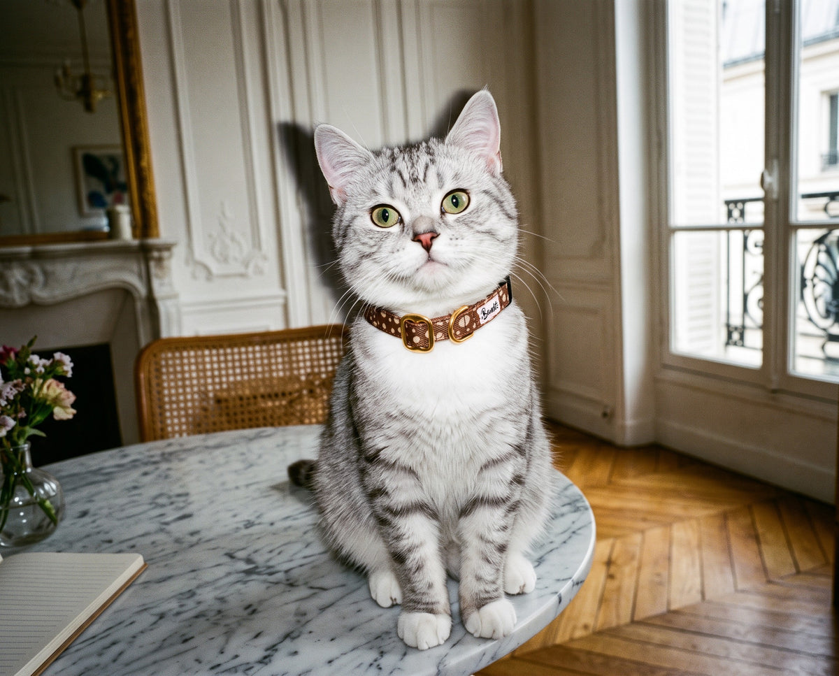 Collier pour chat motif Faon (pois beige sur fond marron) French Bandit porté par un chat tigré dans un appartement parisien