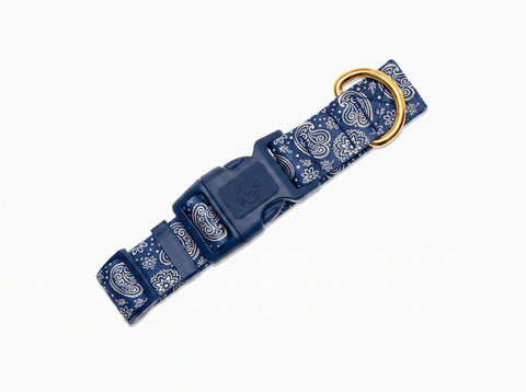 Collier chien motif Minuit Essentiel